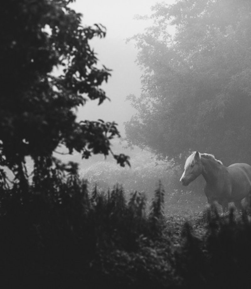 horse photography - by niagara wedding photographers reed photography 6